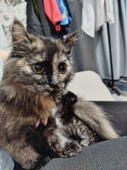 Бесплатно котенок девочка!