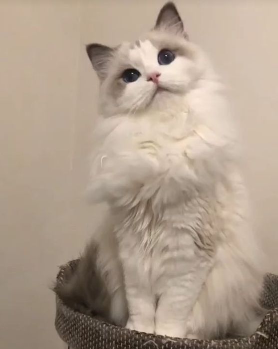 чистокровные Регдоллы !!