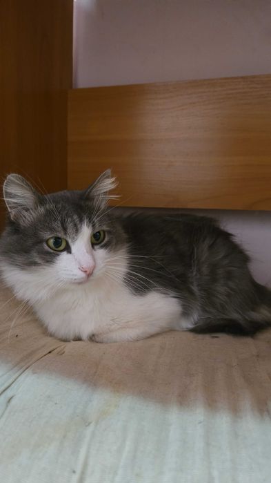 Кошки  и котята в добрые руки