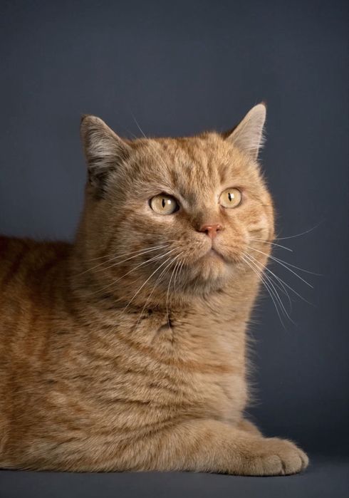 Кот Бусик вакцинирован