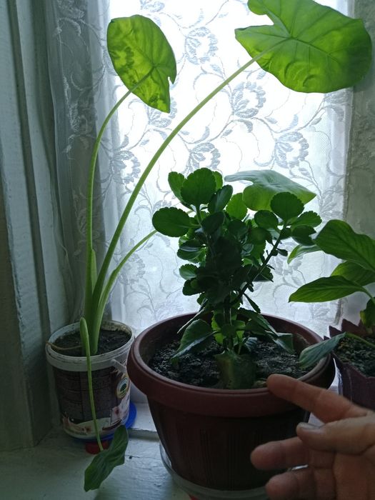 Продам цветы от 500 до 2500