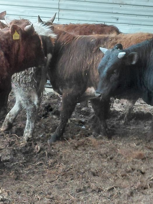 Буқалар сатылады