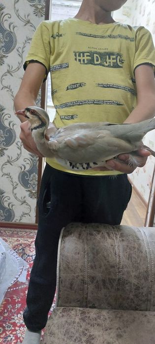 Какликлар сотилади уй шароитида бокилган холати зур