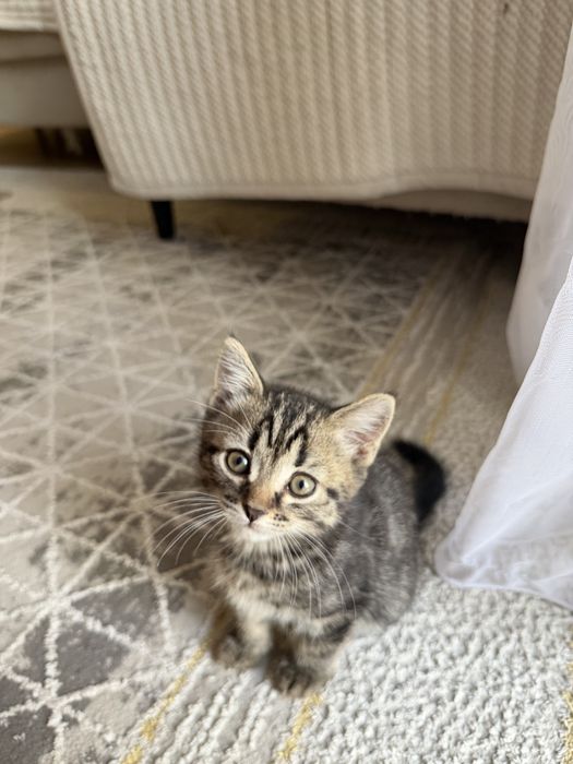Продам Шотландских котят