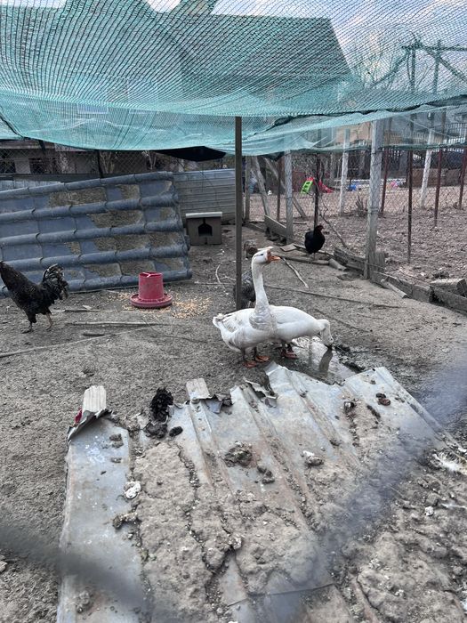 Gascani de snul trecut din luna mai