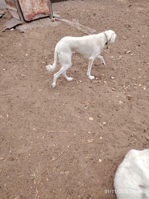 Тазы ұрғашы сатылады