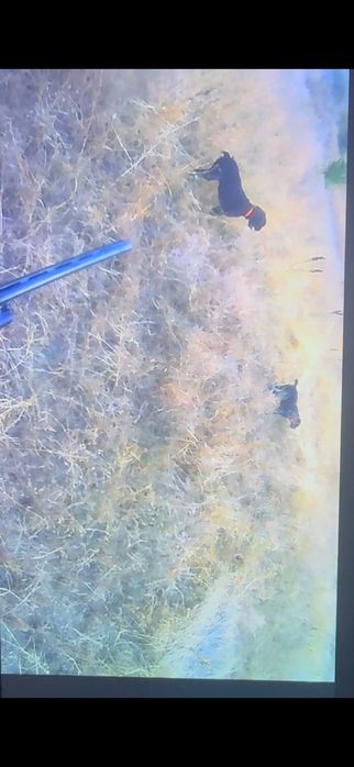 Женски дратхаар 2г