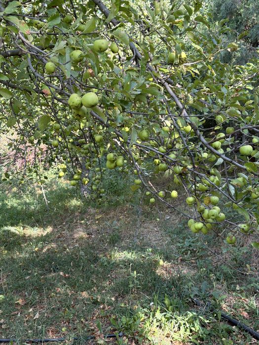 Яблоки Продаём экологически чистые яблоки со своего участка