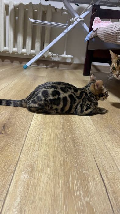 Bengal mushuk котята