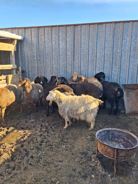 Бір бір жарым жасар тоқтылар сатылады. Сауда бар