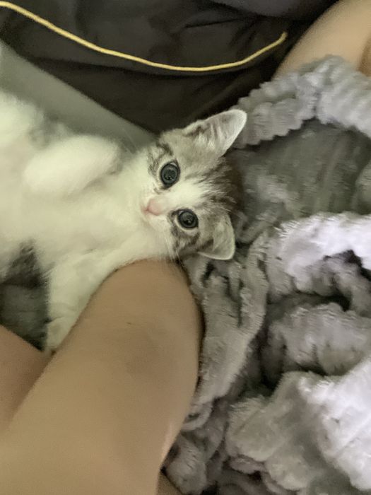 Котята 2 месяца,британцы!