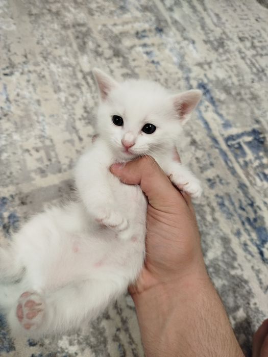 Отдам котят в хорошие руки