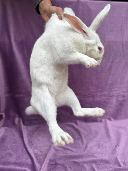 Hikol Ona quyon sotladi