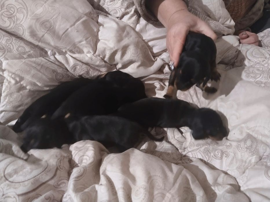 Продам щенков таксы