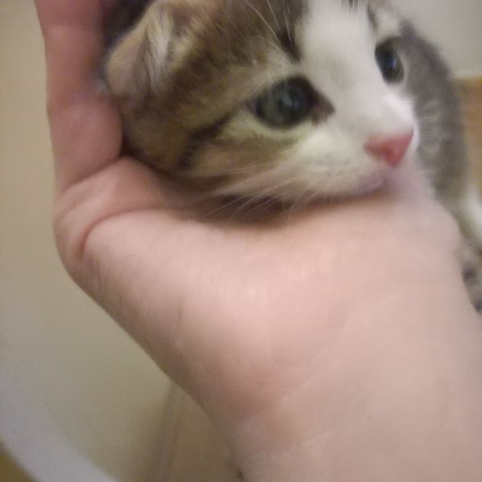 Вислоухий котёнок мальчик 1,5мес