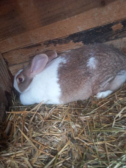 Hycol francez și metiș