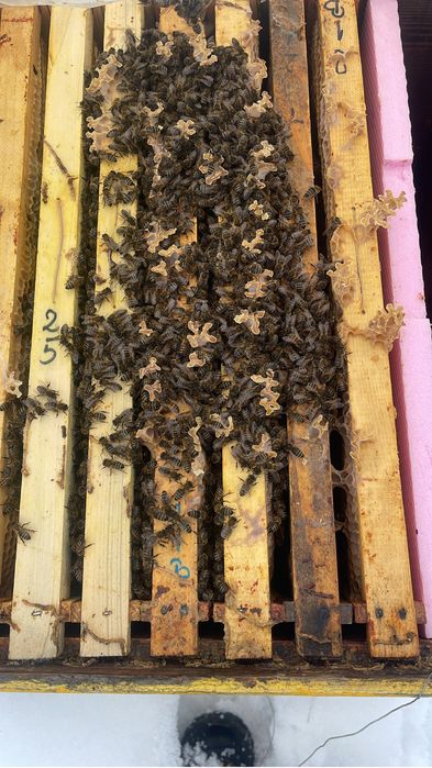 Vand 100 familii albine