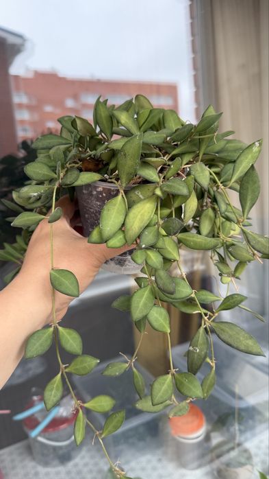 Хойя взрослая bilobata