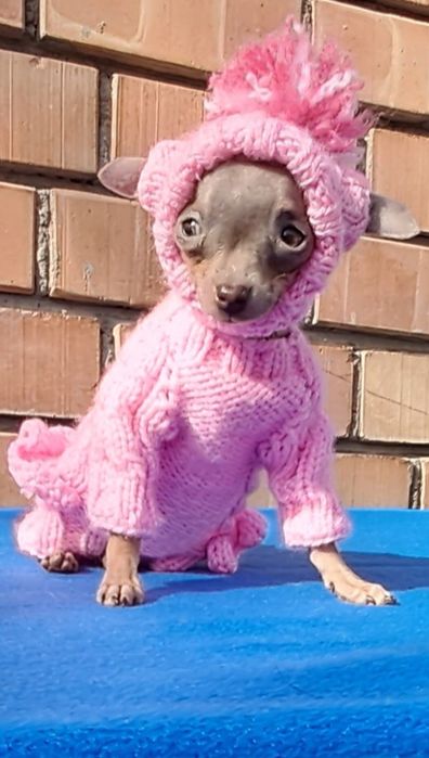 Готовятся к продаже щенки  Русского  Тойтерьера