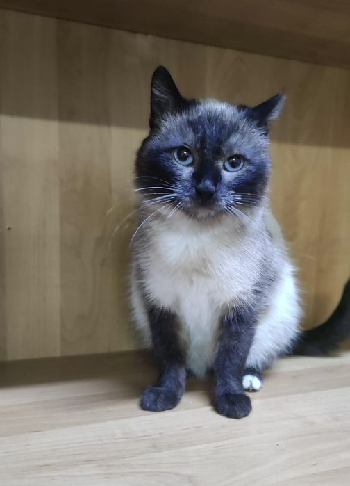 Кошечка в добрые ручки