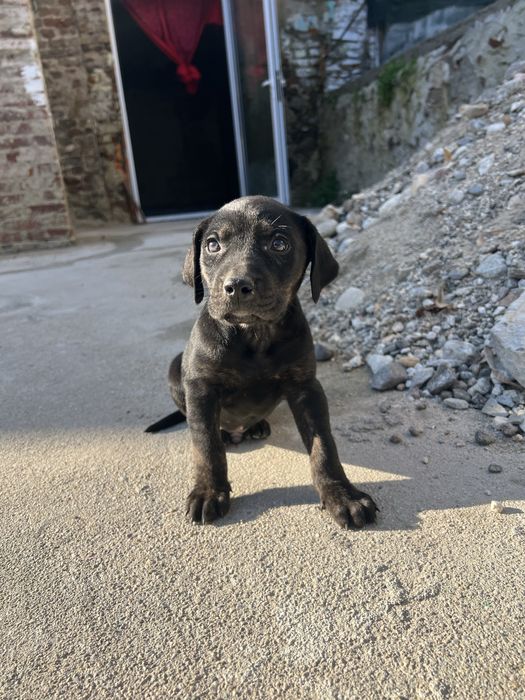 Подарявам мъжки микс кане корсо