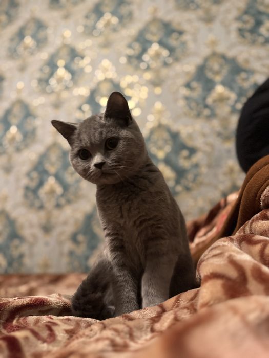 Продам кота скоттиш-страйт