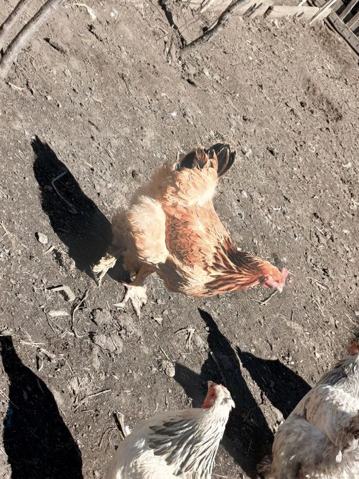 Куры домашние!!!