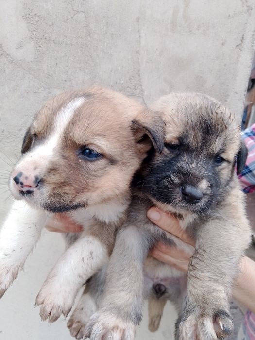 Отдаём щенят в добрые руки!!