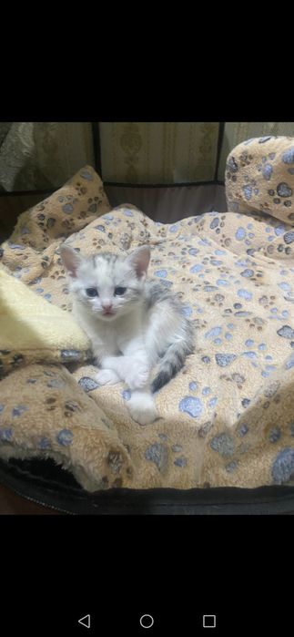 Котята даром в добрые руки