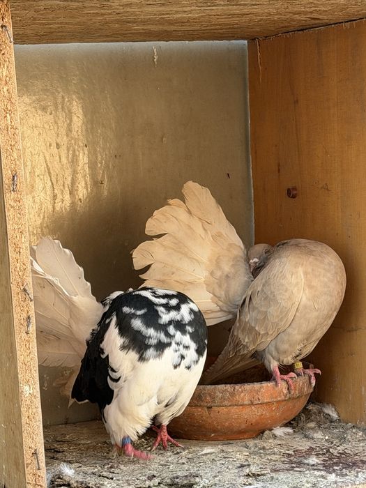 Porumbei ornament diferite rase