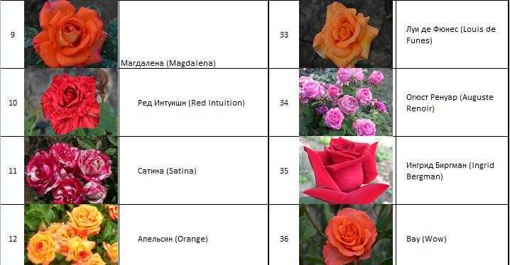 Атиргул кўчатлари - Саженцы роз