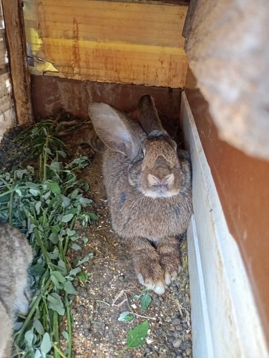 Iepurite și iepuroi