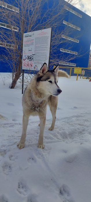 Собака ищет хозяина