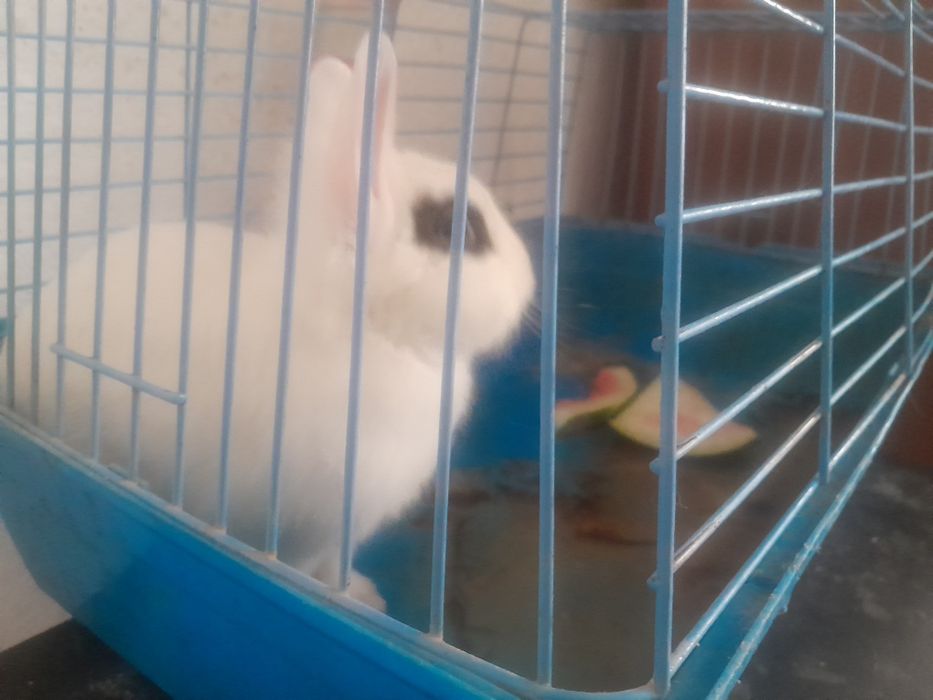 Домашний кролик пол мальчик