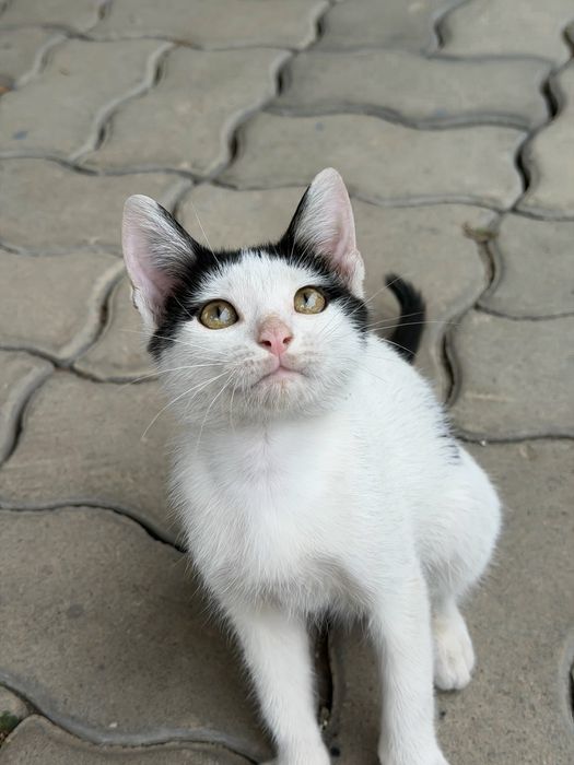 Отдам мальчишку в доьрые руки