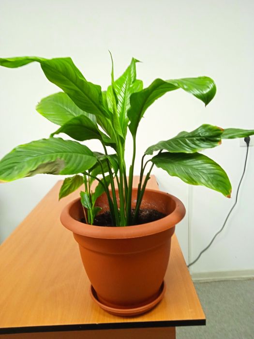 Цветы комнатные большие