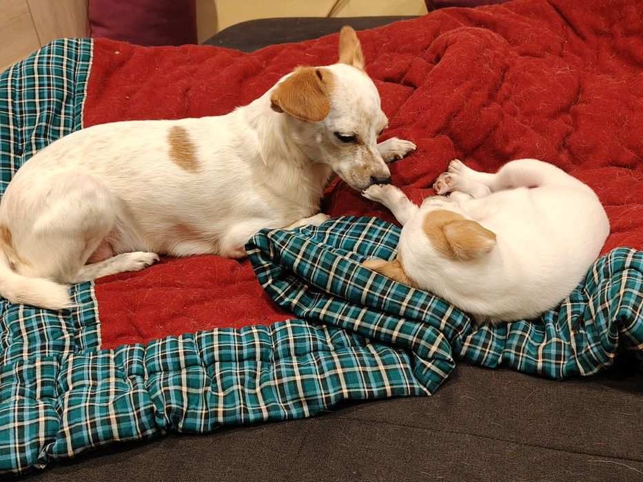 Мъжко кученце, дребна порода