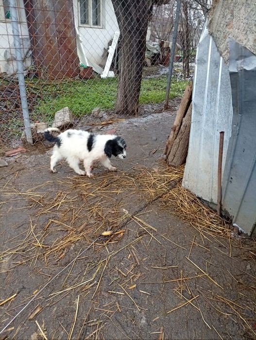 Fetiță ciobănesc mioritic .