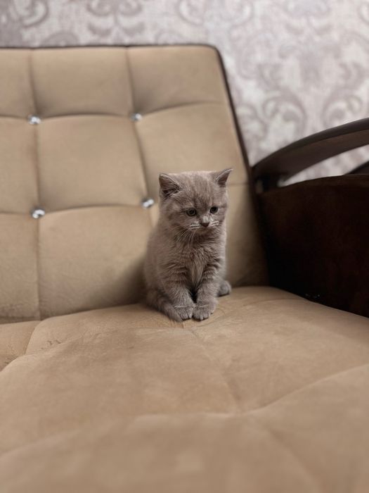 Срочно продается скоттиш страйт девочка