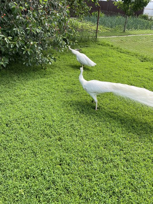 prereche de păuni albi