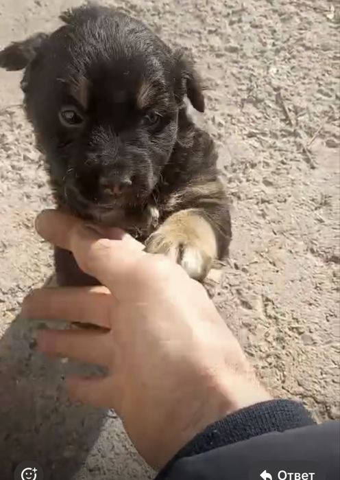 Щенки в добрые руки