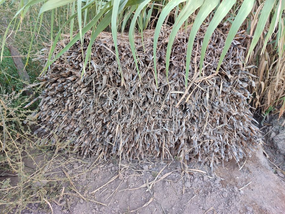 Ґаров камиш Уй ёптшга