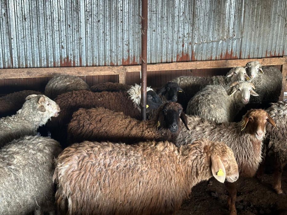 Жемделген кой сатылады