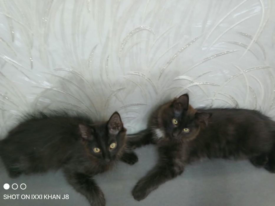 Отдам котят бесплатно