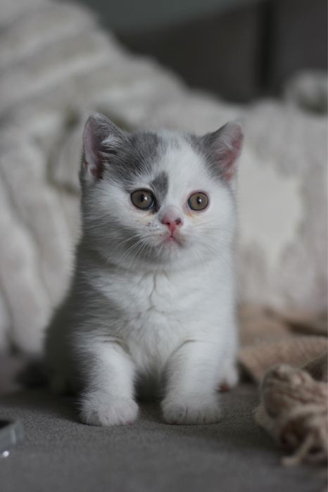 Британский котенок мальчик 1,5 месяца