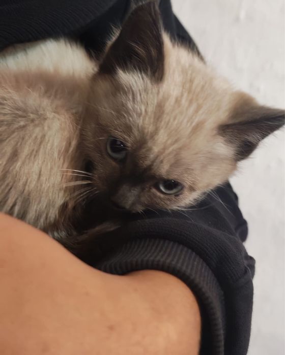 котенок маленький