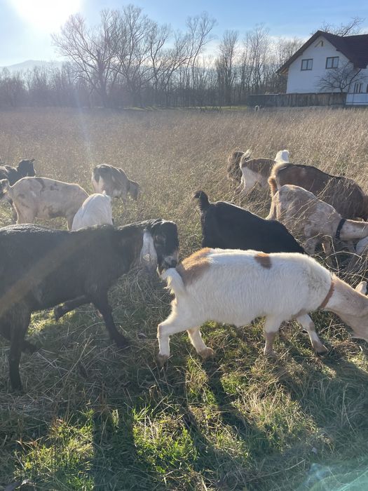 Capre montate cu țap anglonubian pur schimb cu cereale