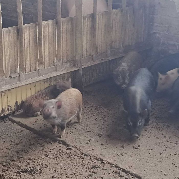 Виетнамски прасенца