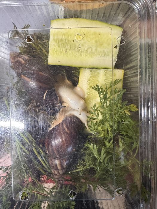 Продавам африкански охлюв