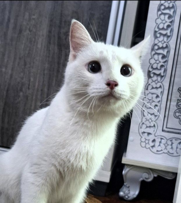 Даю в хорошие руки